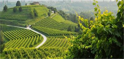 Prosecco Land im Herbst | Italien